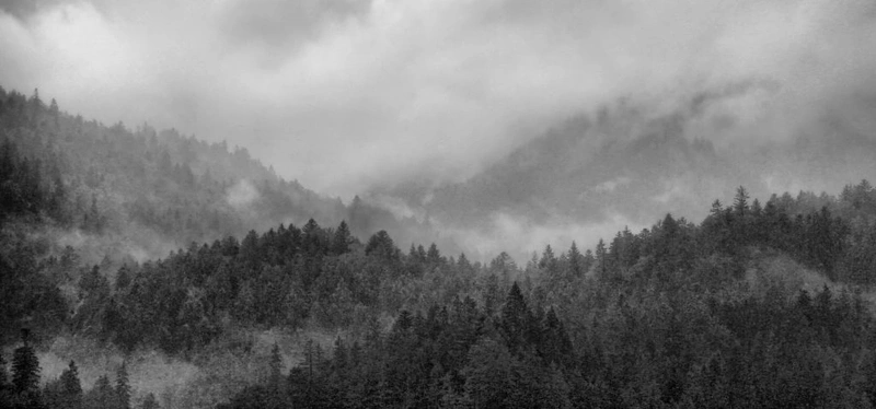  Trees - 1024x479